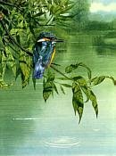 Chris Shields - Kingfisher illustration