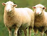 Lancashire bred sheep for Farm Shops