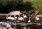 Flamingos