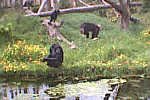 Chimpanzee Enclosure at Chester Zoo