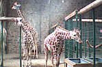 Chester Zoo - the Giraffe House
